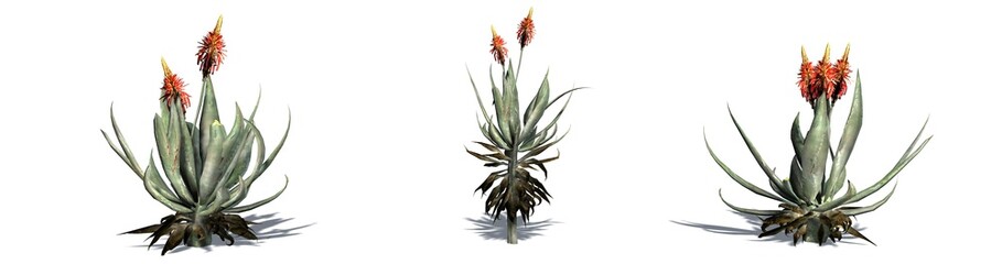 Set of Aloe Vera plants with shadow on the floor - isolated on a white background