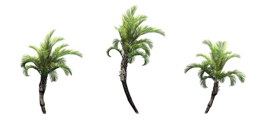 Set of Curly Palm trees - isolated on white background