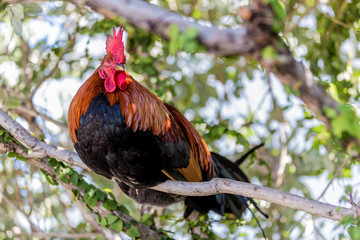 Rooster in Key West