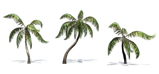 Fototapeta na wymiar Set of Sample Palm trees with shadow on the floor - isolated on white background