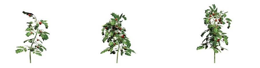 Set of Tomato plants - isolated on a white background