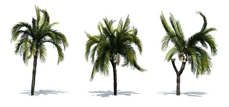 Set of Queen Palm trees with shadow on the floor - isolated on white background