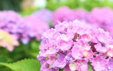 hydrangea