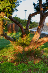 Obraz premium Beautiful brown tree