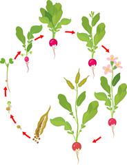 Life cycle of radish plant. Stages of radish growth from seed and sprout to flowering and fruit-bearing plant