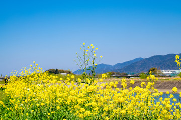 Obraz premium 春の遠賀川と菜の花畑