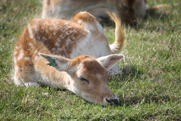 Une biche au parc