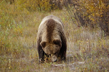 Grizzly bear in wilderness in north America