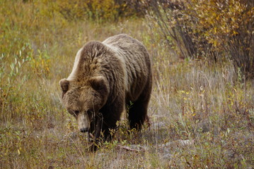 Grizzly bear in wilderness in north America