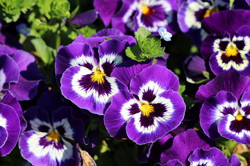 Dark purple with white and yellow center Wild pansy or Viola tricolor or Johnny jump up or Heartsease or Hearts ease or Hearts delight or Tickle my fancy or Jack jump up and kiss me or Come and cuddle