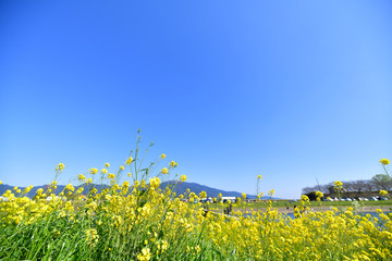 春の遠賀川と菜の花畑