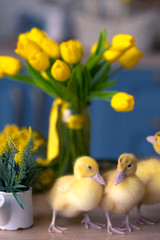 ducks and tulip bouquets