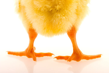 Little yellow chick