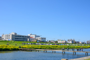 春の遠賀川と菜の花畑