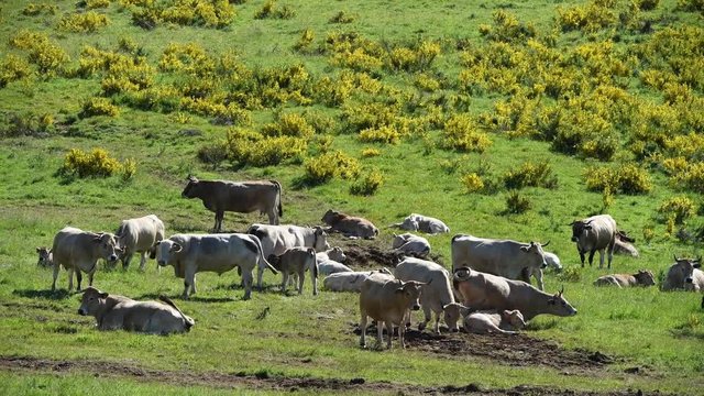 Troupeau dans les gen&ecirc;ts fleuris