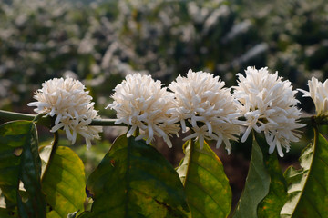 White coffee flower blossoming 