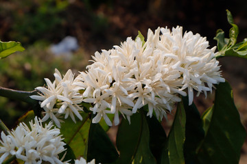 White coffee flower blossoming 