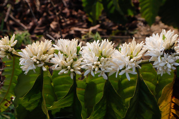 White coffee flower blossoming 