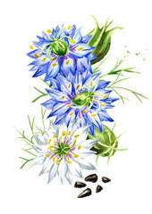Nigella sativa or fennel flower, Roman coriander, black cumin, black sesame, blackseed, black caraway,  Bunium persicum. Watercolor hand drawn illustration, isolated  on white background