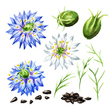Nigella sativa, Roman coriander, black cumin,  black sesame, blackseed, black caraway set,  Bunium persicum. Watercolor hand drawn illustration, isolated on white background
