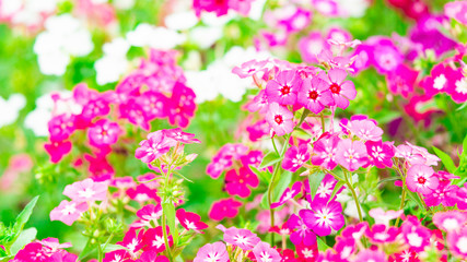 pink and white mini flowers in the park