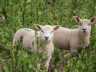 Fototapeta premium OLYMPUS DIGITAL CAMERA - SHEEP