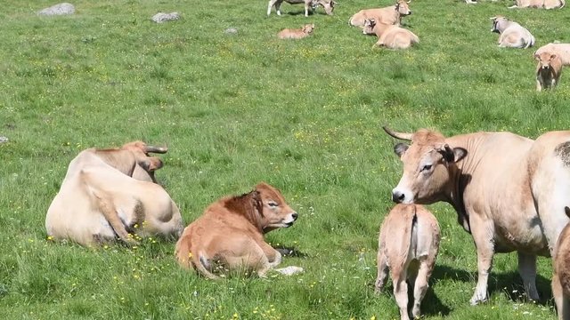 Troupeau rumine couch&eacute;