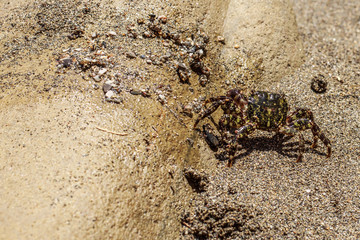 Striped crab on the sandy beach. Closeup