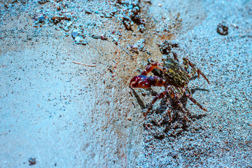 Striped crab on the sandy beach. Closeup