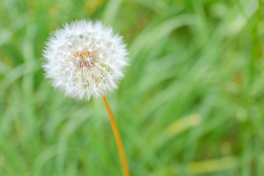 Round dandelion flower close up on a green blurred background with copy space, soft selective focus.