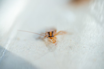 Big, fat cockroach close up