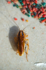 Cockroaches crawl into a trap with bait. Cockroaches fell into a sticky trap.