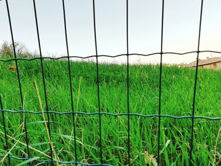 green grass and fence