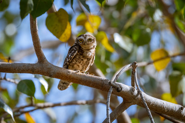 Spotted Owl