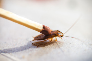 Cockroach crushed with a match.