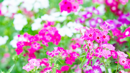 Obraz premium pink and white mini flowers in the park