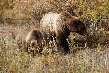 Grizzly bear with her cup in wild Yukon