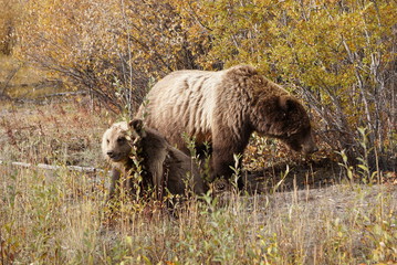 Grizzly bear with her cup in wild Yukon