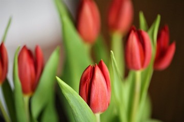 An Image of a tulip