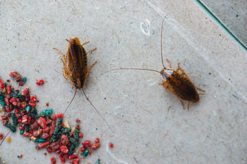 Cockroaches crawl into a trap with bait. Cockroaches fell into a sticky trap.