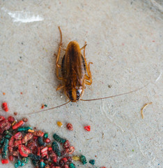 Cockroaches crawl into a trap with bait. Cockroaches fell into a sticky trap.