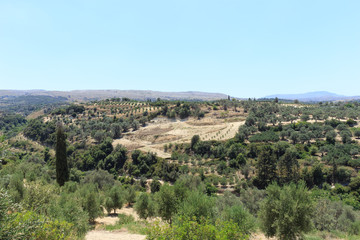 Fototapeta na wymiar Olive plantation in Crete, the island of olive trees.