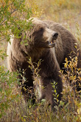 Obraz premium Grizzly bear in wilderness in north America