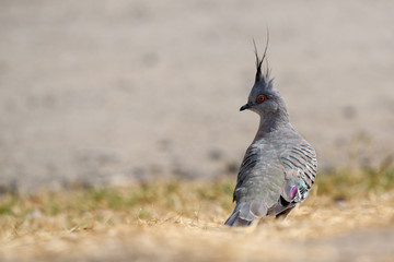 Crested Pigeon : The Look