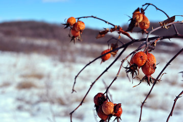 Branch with ripe wild rose berries on the background of hills covered with snow and blue sky