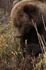 Fototapeta na wymiar Grizzly bear in wilderness in north America