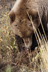 Grizzly bear in wilderness in north America