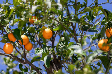 ripe oranges on the tree