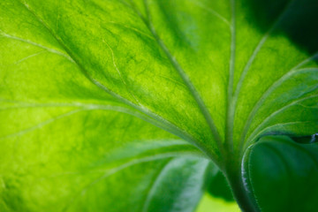 Texture of a green leaf as background