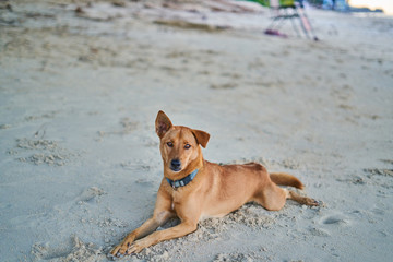 The red dog is lying on the sandy beach